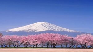 Japan Anticipates Spectacular Cherry Blossom Season Amidst Excitement and Preparations