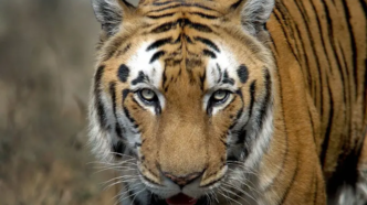 Indias Tiger Population Doubles Key Conservation Lessons for the World