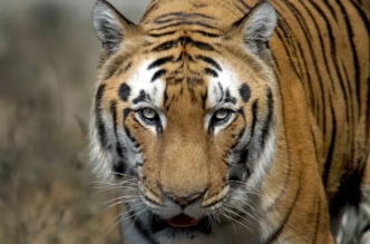 Indias Tiger Population Doubles Key Conservation Lessons for the World