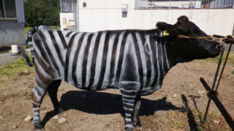 Nobel Prize for Painting Cows Like Zebras