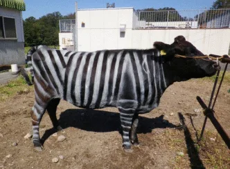 Nobel Prize for Painting Cows Like Zebras