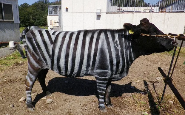 Nobel Prize for Painting Cows Like Zebras