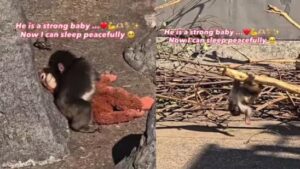 75588af4 d7ad 49e0 bc97 f266d005fa97