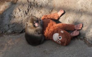 cfdce9f8 cec7 4dbb 9cba 4ff9534ea2dd