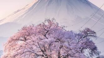 80491b00 0cbc 4c79 a606 bdf049c65250