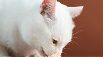 a6f06606 1cde 452e 8c48 8947e2834a23