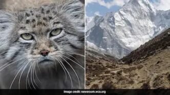 Pallas’s cat kittens