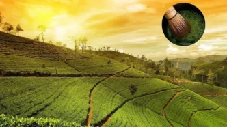 Assam Makes History by Launching India’s First Commercial Matcha Tea