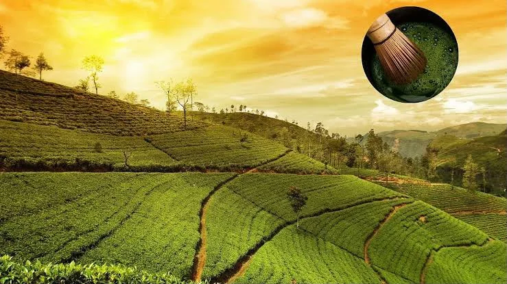 Assam Makes History by Launching India’s First Commercial Matcha Tea