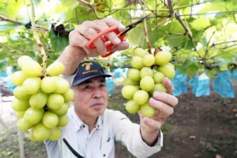 Japan Passes New Law to Prevent Unauthorized Overseas Sales of Domestic Crop Varieties converted