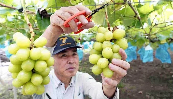 Japan Passes New Law to Prevent Unauthorized Overseas Sales of Domestic Crop Varieties converted